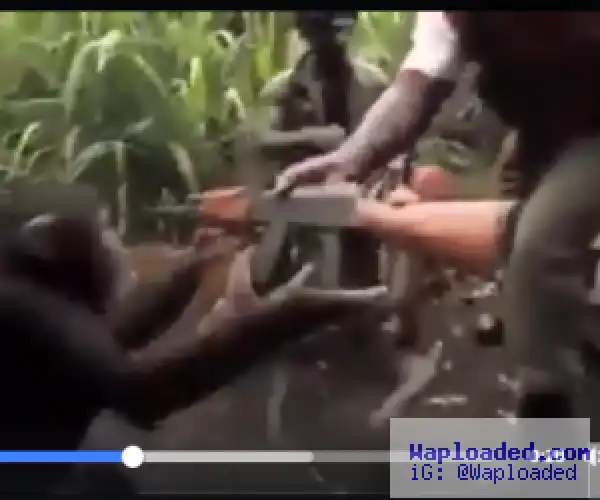 Very Funny Video: Chimpanzee Shoots at Soldiers
